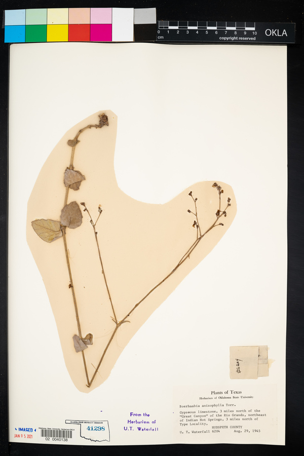 Boerhavia anisophylla image
