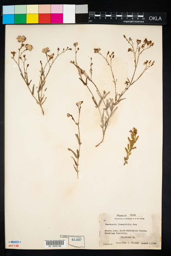 Boerhavia linearifolia image