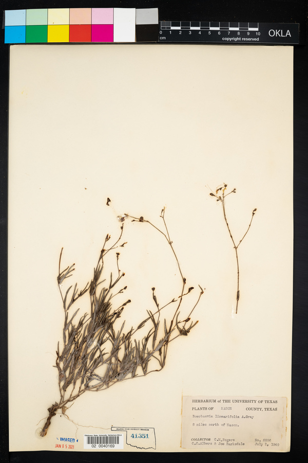 Boerhavia linearifolia image