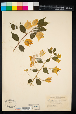 Bougainvillea spectabilis image