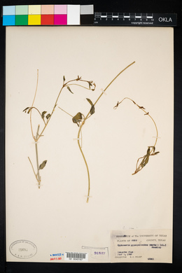 Cyphomeris crassifolia image