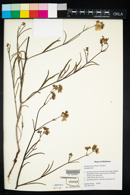 Mirabilis linearis image