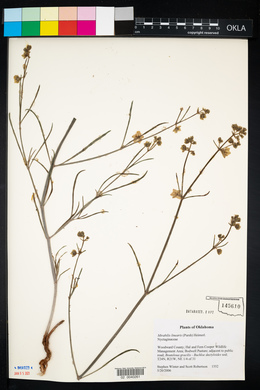 Mirabilis linearis image