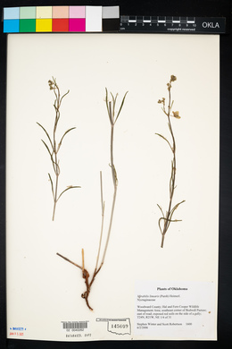 Mirabilis linearis image