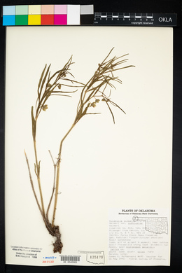 Mirabilis linearis image