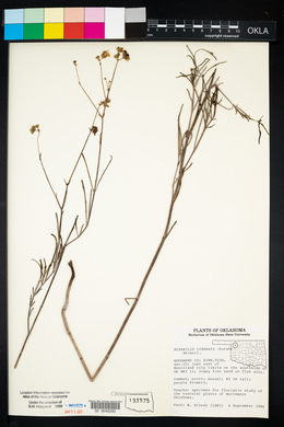 Mirabilis linearis image