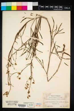 Mirabilis linearis image