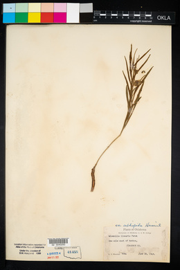 Mirabilis linearis image