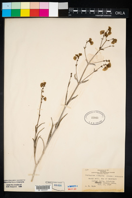 Mirabilis linearis image