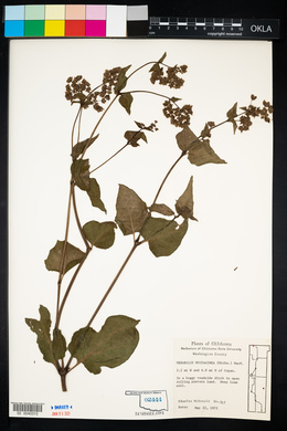 Mirabilis nyctaginea image