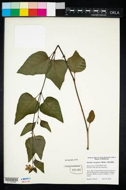 Mirabilis nyctaginea image