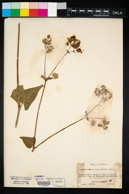 Mirabilis nyctaginea image