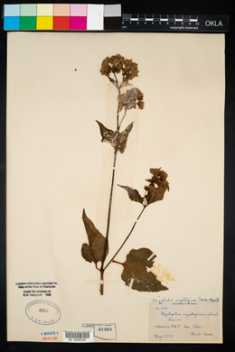 Mirabilis nyctaginea image