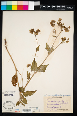 Mirabilis nyctaginea image