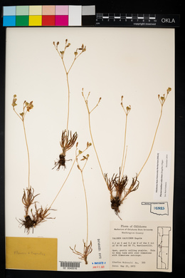 Phemeranthus calycinus image