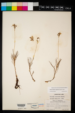 Phemeranthus calycinus image