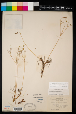 Phemeranthus calycinus image