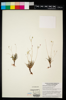 Phemeranthus parviflorus image