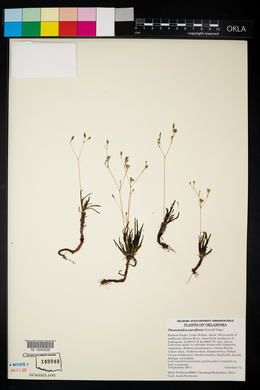 Phemeranthus parviflorus image