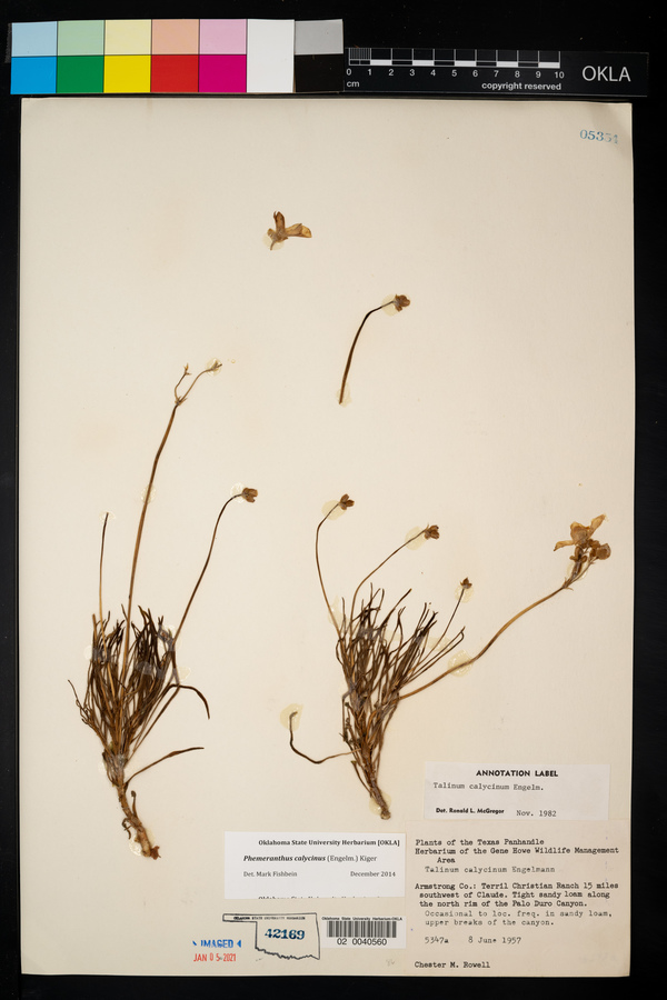 Phemeranthus calycinus image