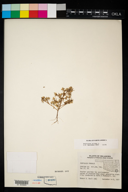 Portulaca pilosa image