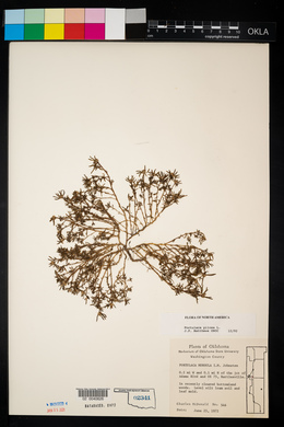 Portulaca pilosa image