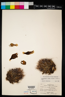 Image of Coryphantha sulcata