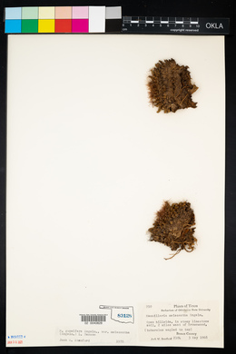 Mammillaria heyderi var. meiacantha image