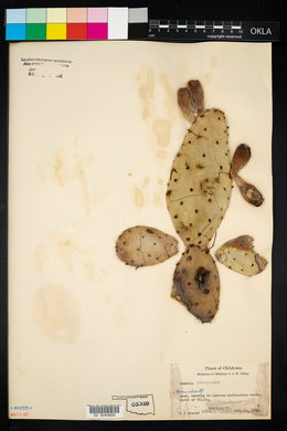 Opuntia humifusa image