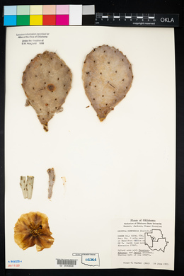 Opuntia macrorhiza image