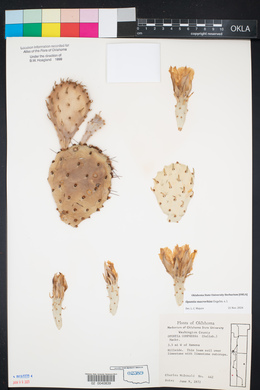 Opuntia macrorhiza image