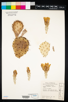 Opuntia macrorhiza image