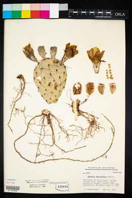 Opuntia macrorhiza image