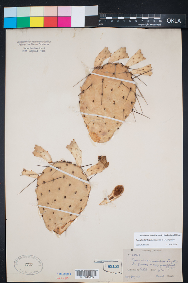 Opuntia tortispina image