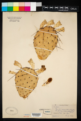 Opuntia phaeacantha image