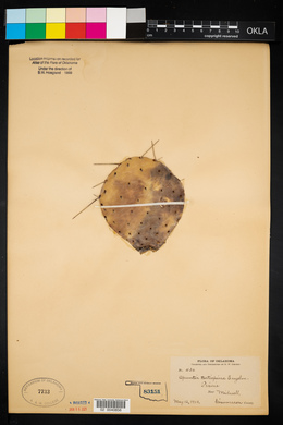 Opuntia macrorhiza image