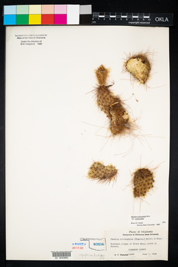 Opuntia polyacantha var. trichophora image