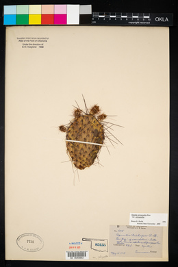 Opuntia polyacantha image