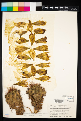 Ferocactus setispinus image