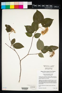 Cornus drummondii image