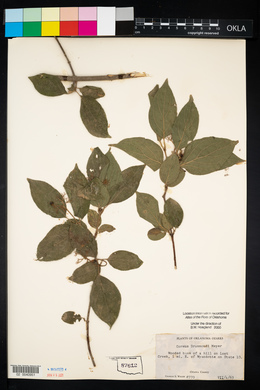 Cornus drummondii image