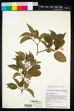 Cornus drummondii image