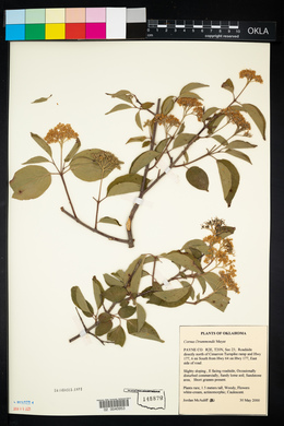 Cornus drummondii image