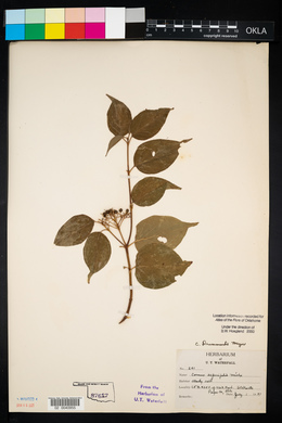 Cornus drummondii image