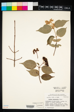 Cornus drummondii image