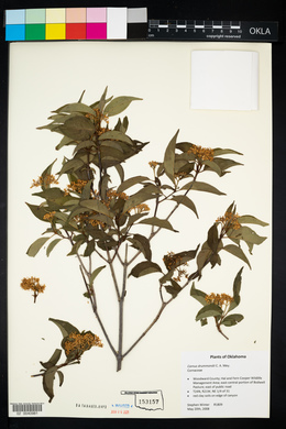 Cornus drummondii image