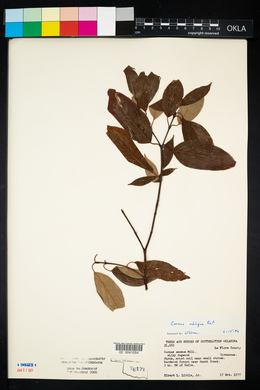 Cornus obliqua image