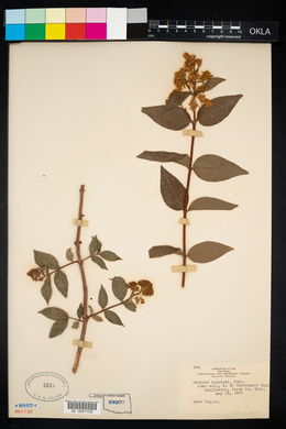 Deutzia x lemoinei image