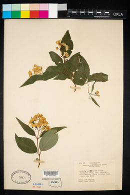 Deutzia parviflora image