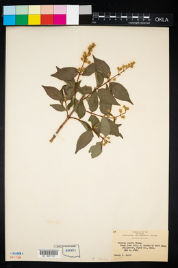 Deutzia scabra image